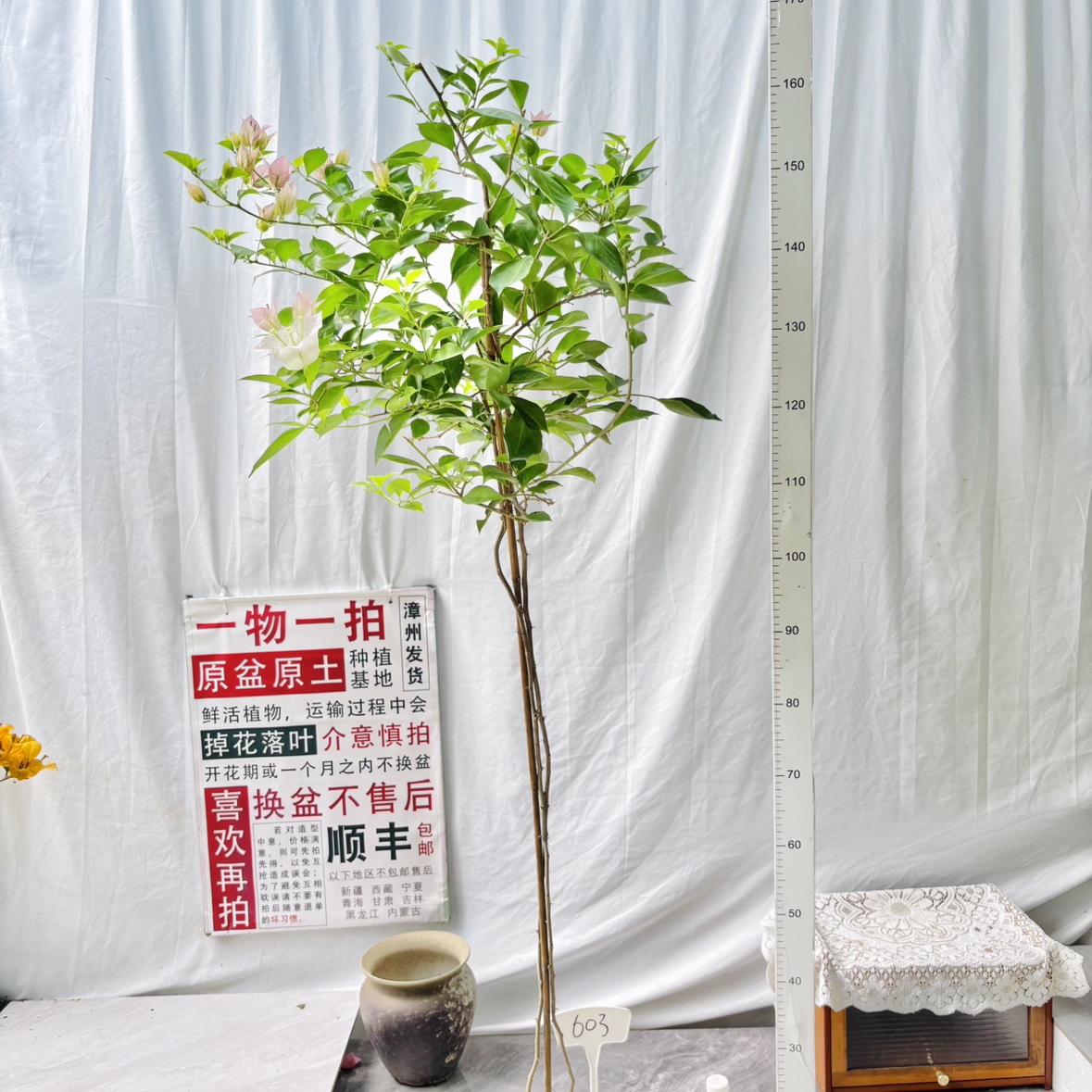 高飘【粉天使】603漳州三角梅原生原盆土勤花一物一拍阳台