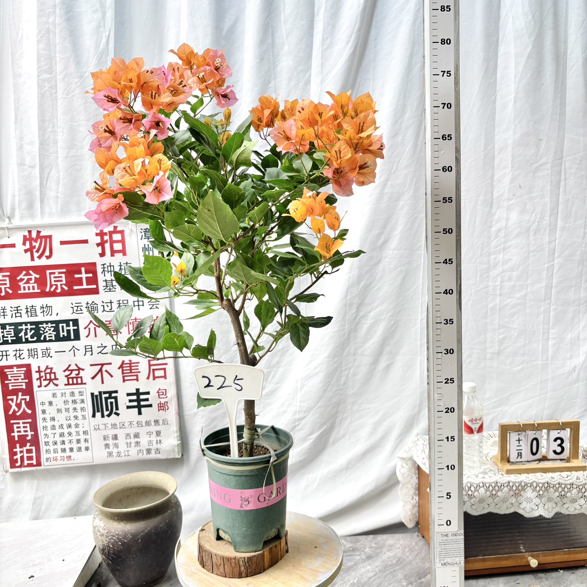 棒棒糖【变色龙】225一物一拍漳州三角梅原生带盆土四季勤花阳台