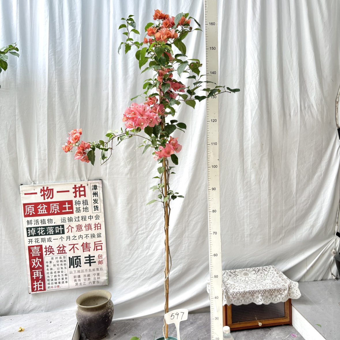 高飘【不甜西瓜】597一物一拍漳州三角梅原生带盆土四季勤花阳台