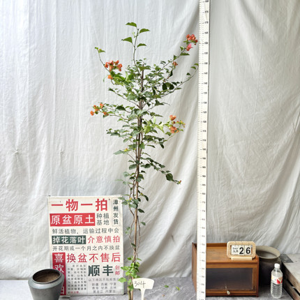 矮 高飘【橙色精彩】304漳州三角梅原生带盆土一物一拍四季勤花