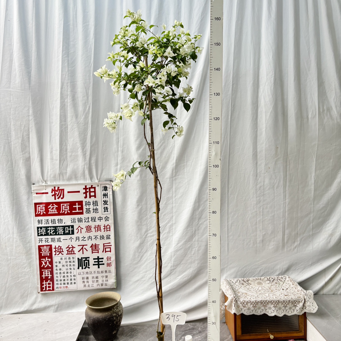 高飘【白雪公主】395一物一拍漳州三角梅带盆土原生四季勤花阳台