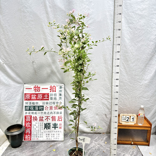 高飘【斑叶苹果花】308一物一拍漳州三角梅原生带盆土四季勤花