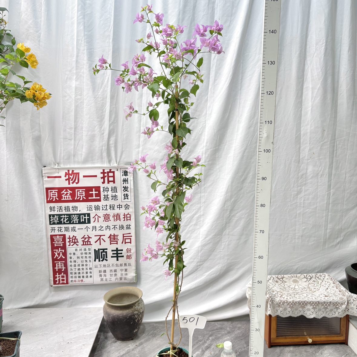 高飘【巴西紫】501一物一拍漳州三角梅带盆土四季开花勤花阳台