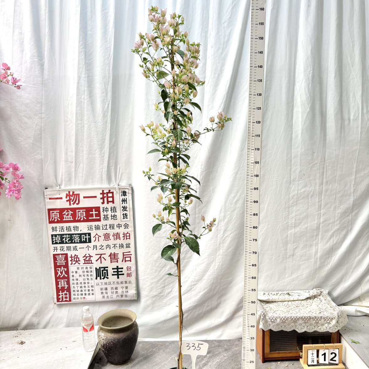 高飘【苹果花】335一物一拍漳州三角梅原生带盆土四季勤花阳台,鲜花速递/花卉仿真/绿植园艺,绣球/木绣球/木本植物,淘宝优惠券,粉丝福利购,淘宝优惠卷