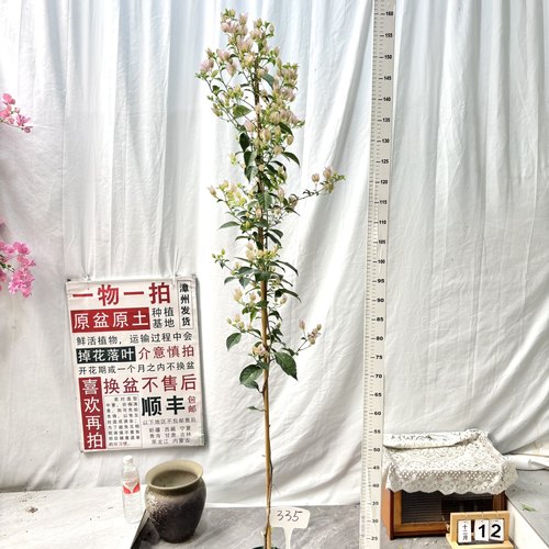 高飘【苹果花】335一物一拍漳州三角梅原生带盆土四季勤花阳台