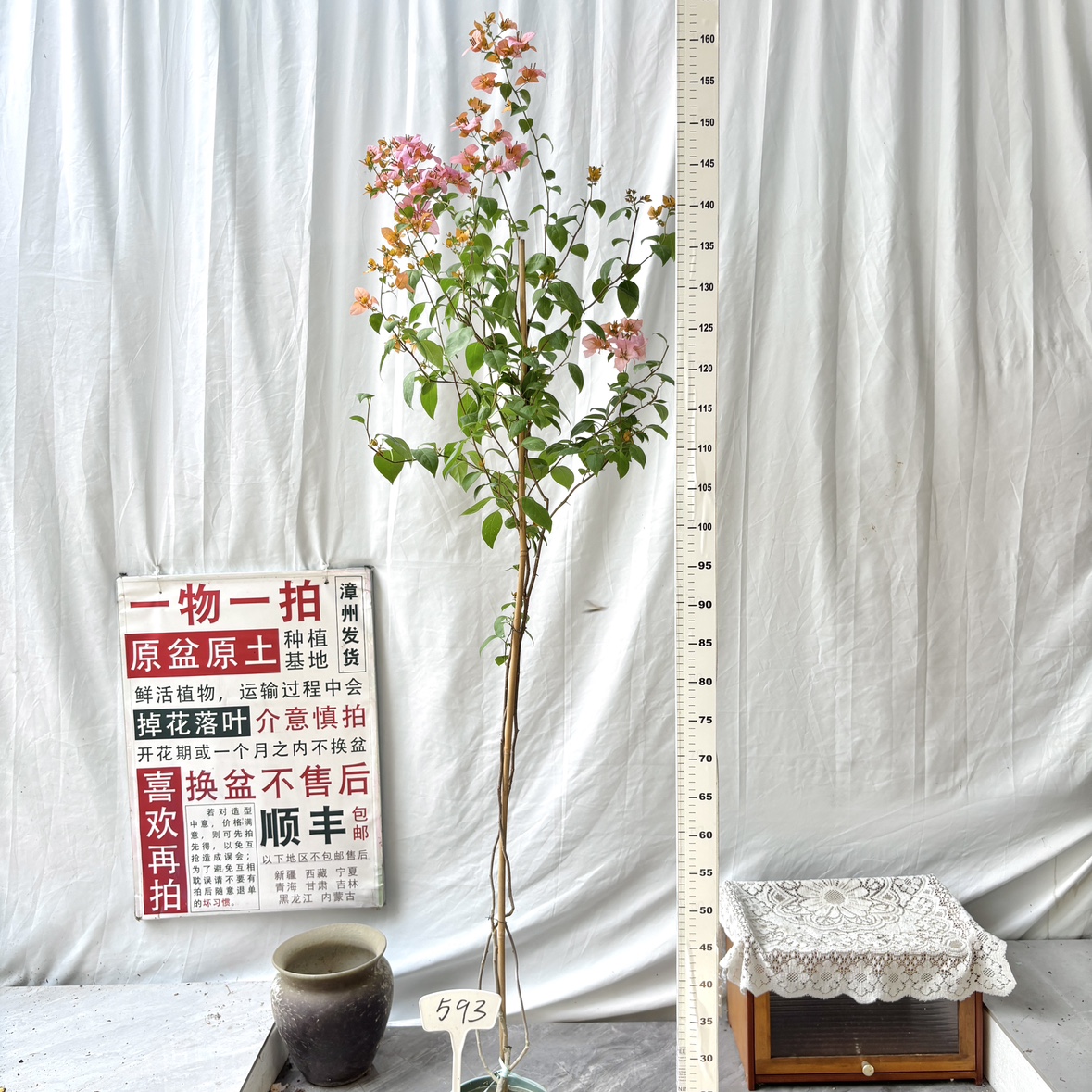 高飘【金发女郎】593一物一拍漳州三角梅原生带盆土四季勤花阳台