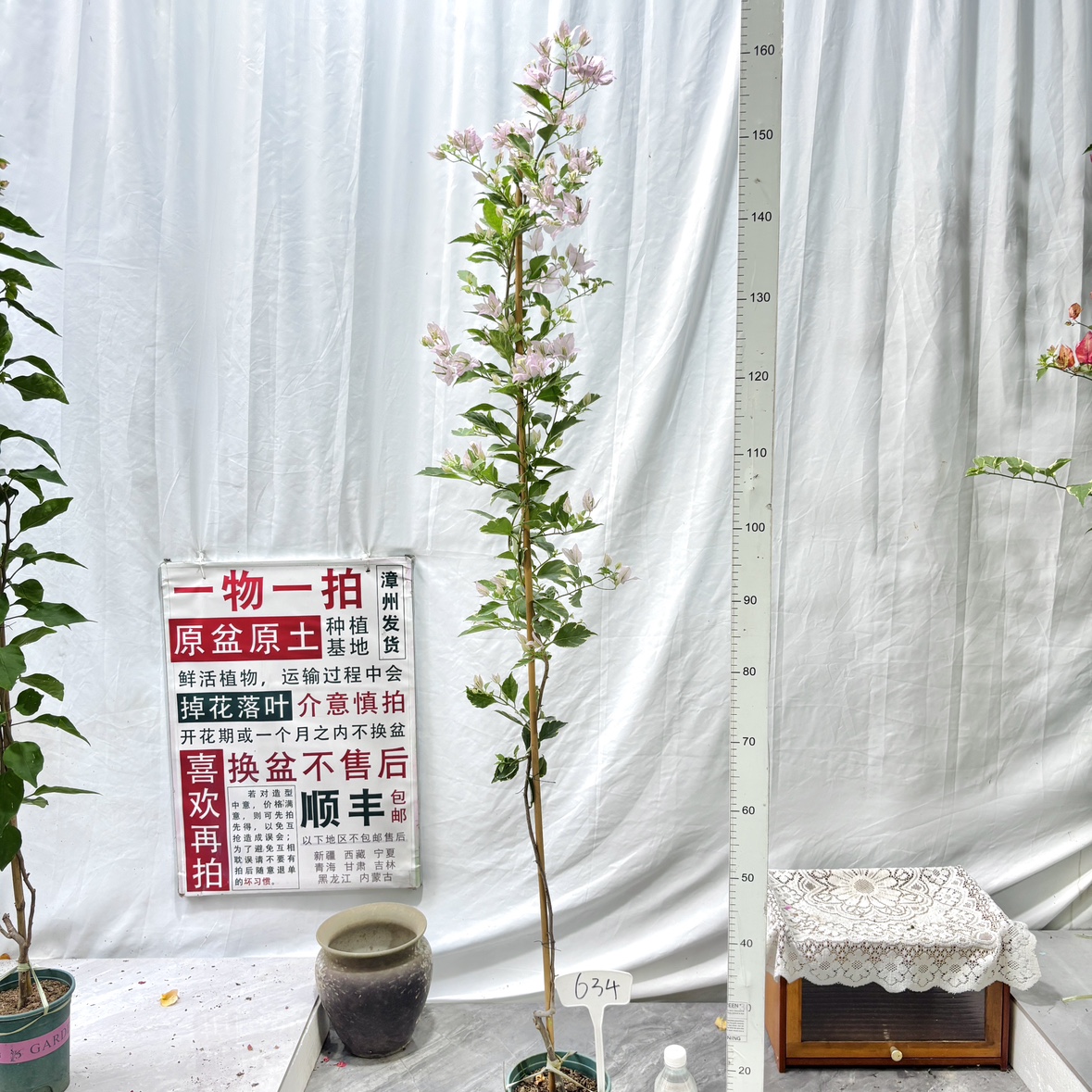 高飘【斑叶苹果花】634一物一拍漳州三角梅原生带盆土四季勤花