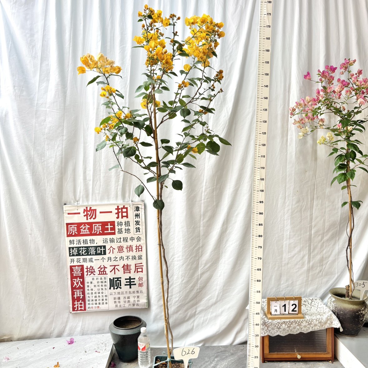 高飘方盆【返祖浅黄】626一物一拍漳州三角梅原生带盆土四季勤花,鲜花速递/花卉仿真/绿植园艺,绣球/木绣球/木本植物,淘宝优惠券,粉丝福利购,淘宝优惠卷