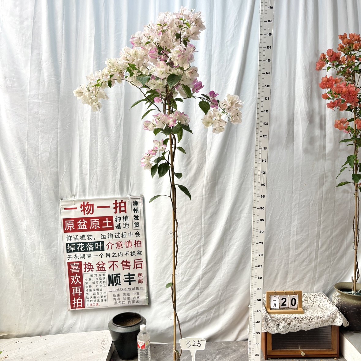 高飘【口红】325一物一拍漳州三角梅原生带盆土四季勤花阳台,鲜花速递/花卉仿真/绿植园艺,绣球/木绣球/木本植物,淘宝优惠券,粉丝福利购,淘宝优惠卷