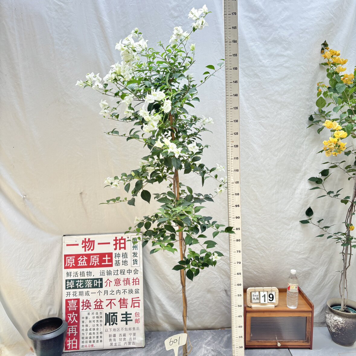 高飘【白雪公主】601漳州三角梅原生带盆土一物一拍四季勤花阳台