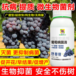 葡萄病害用微生物菌剂叶斑炭疽锈病霜霉白粉防治专用葡萄病菌清