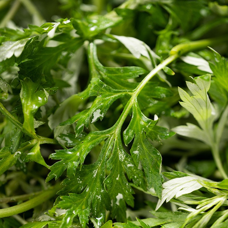 现摘新鲜食用艾草叶江西野菜青团糍粑粑清明果嫩艾叶艾蒿艾米果 水产肉类/新鲜蔬果/熟食 其它 原图主图