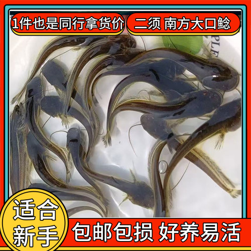 石鲶溪鲶大口鲶鱼苗活体冷水原生鱼热带观赏鱼金鱼凶猛食肉鱼