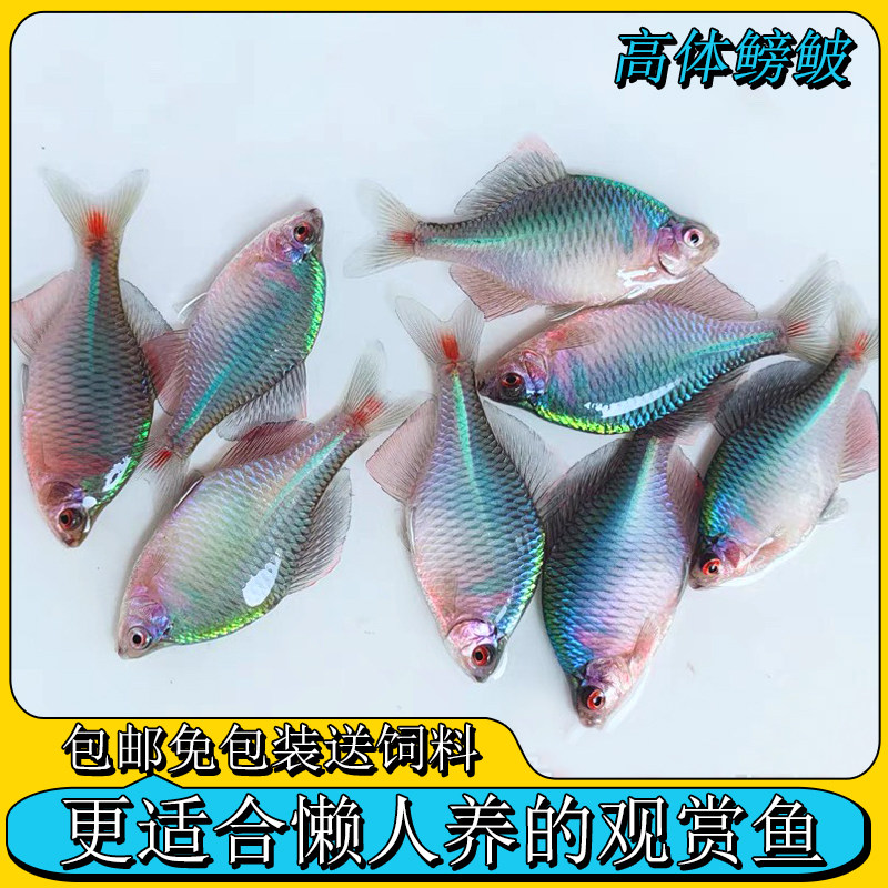 高体鳑鲏鱼观赏冷水原生鱼七彩鳑鲏鱼中华彩石鱼活体齐氏鱊灯科鱼