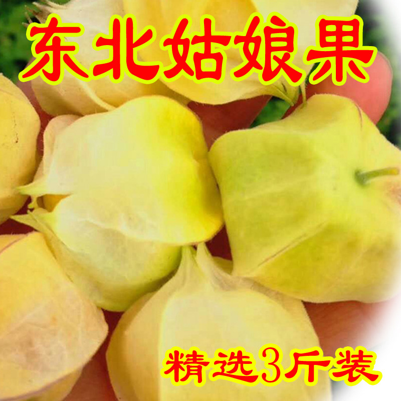 姑娘果 新鲜现摘应季水果甜菇娘果黄菇茑儿灯笼果精选果3斤装姑鸟
