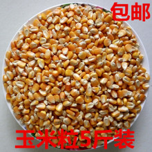 Новый кукурузный голубь кукурузный скелет кукурузный голуб
