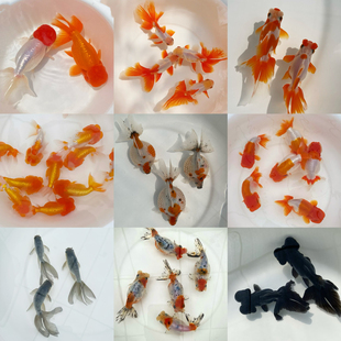 霁堂玩金鱼2025各种鱼苗宫鹅王虎凤高绒球蛋球蚕豆眼宇野日寿