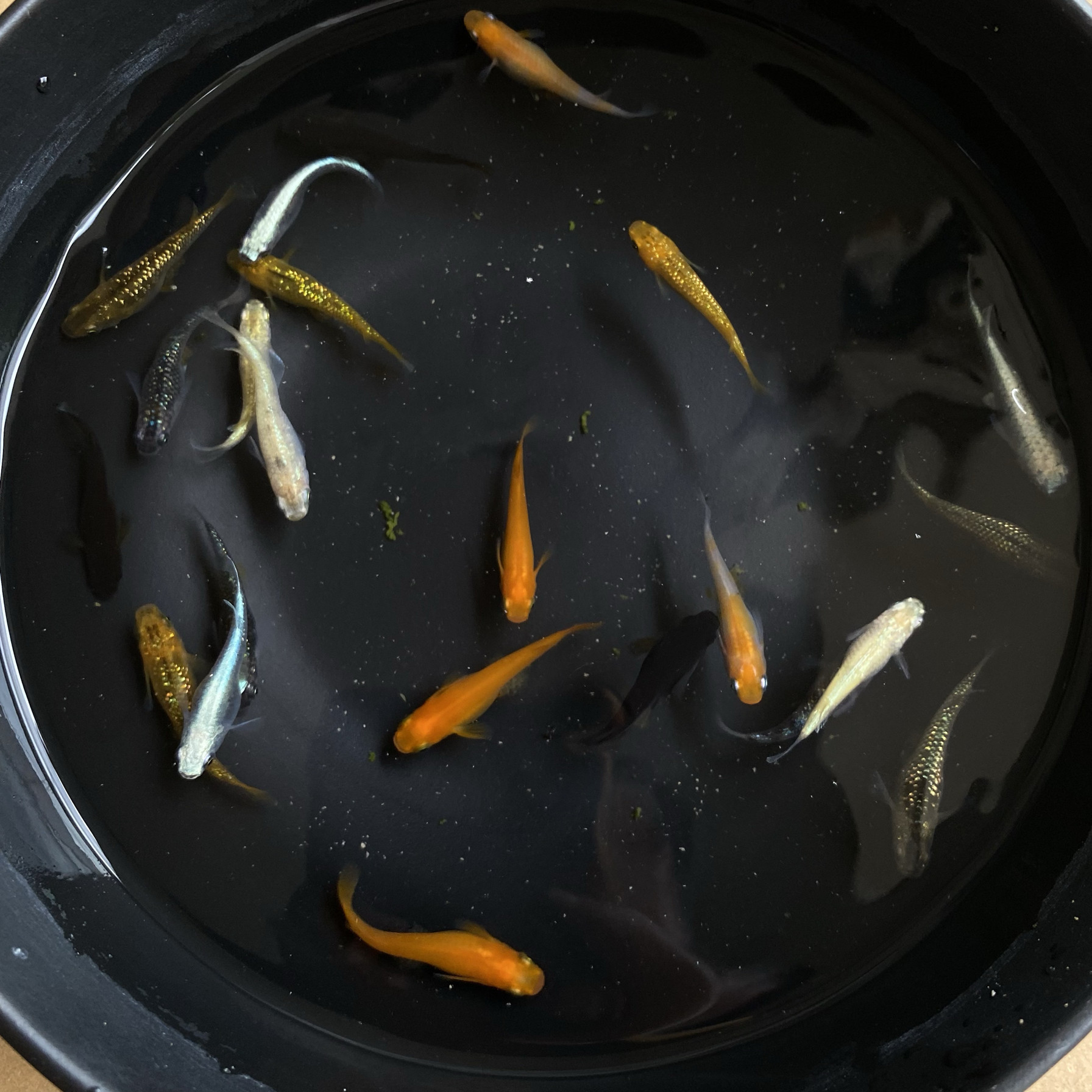 观背青鳉冷水鱼观赏鱼干支迷你锦鲤金鱼