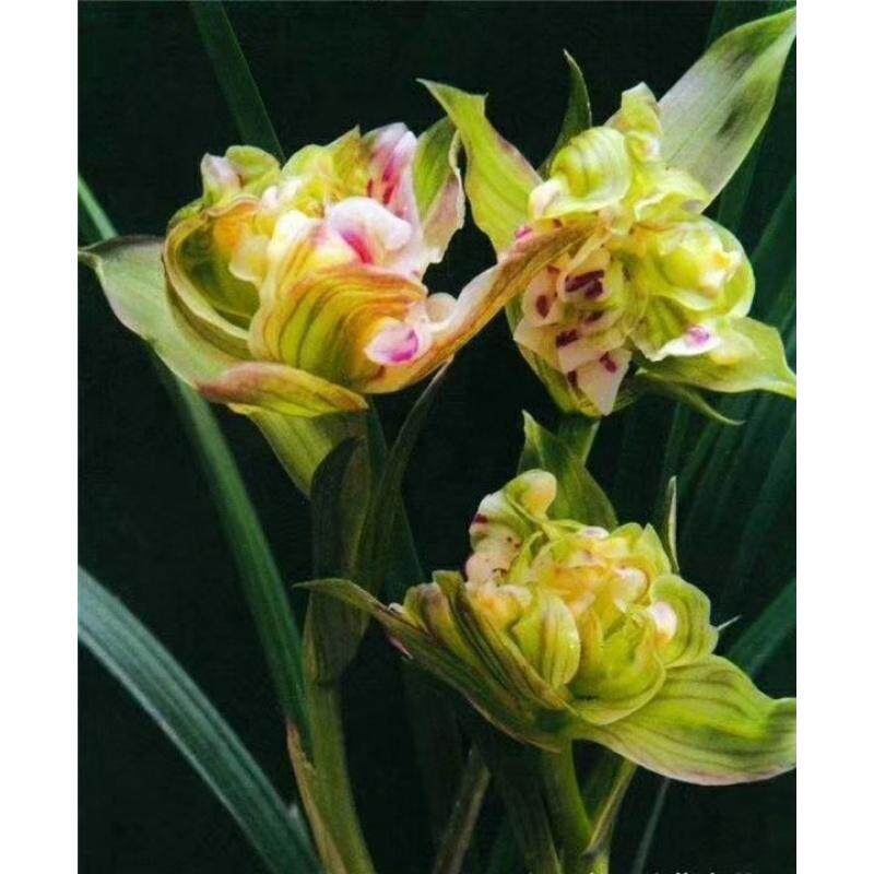 包邮名品春剑兰花苗盆栽 【盖世牡丹】浓香绿植花卉盆景园艺