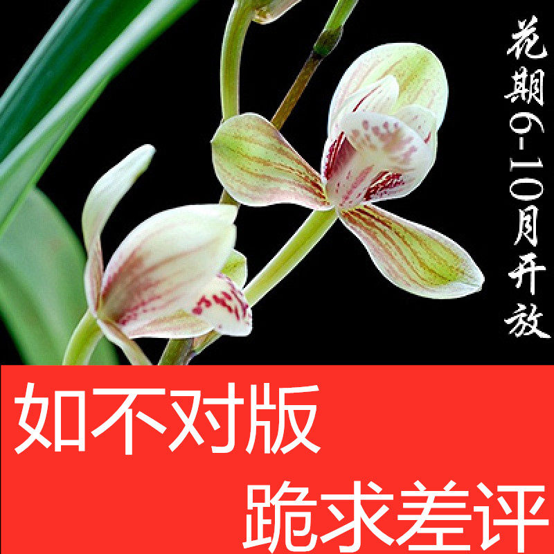 建兰君荷正宗老种夏带花苞南靖兰桌面绿植