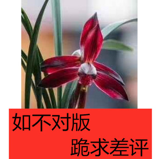 包邮老种兰花苗 高档 自然春兰 娄山红 浓香型花卉铭品荷瓣红花