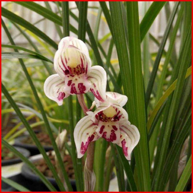 包邮 兰花苗客厅花卉阳台盆栽浓香老种兰花莲瓣兰【剑阳蝶】