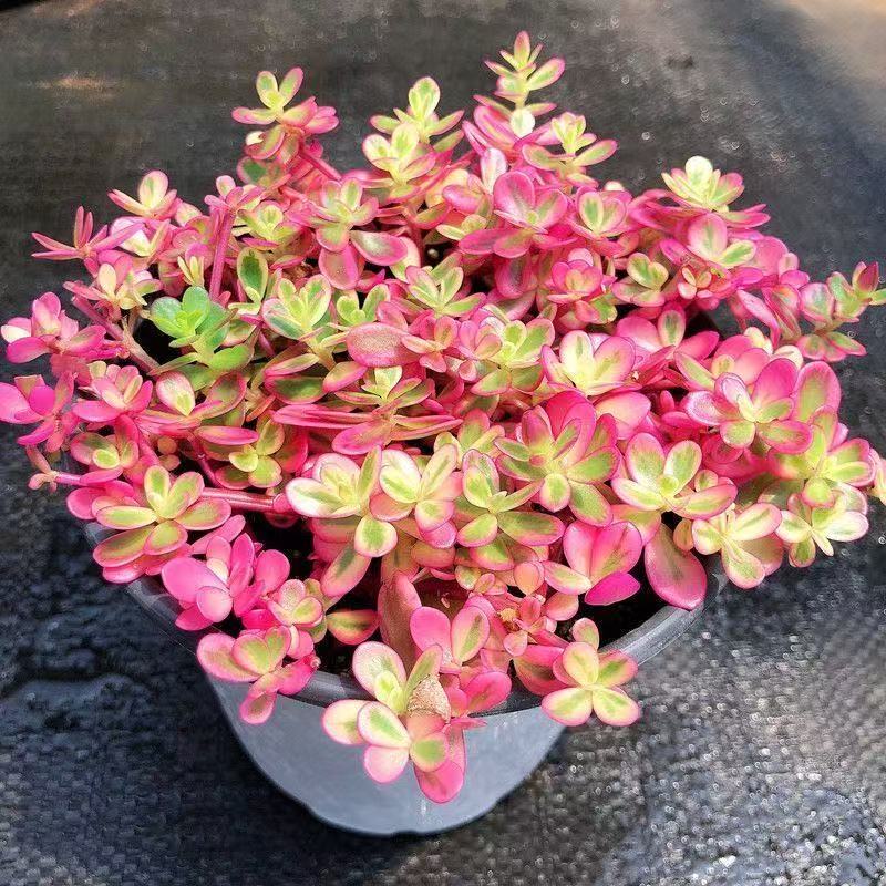 太阳花锦多肉植物 新手推荐马齿苋会开花 室内盆栽绿植防辐射花