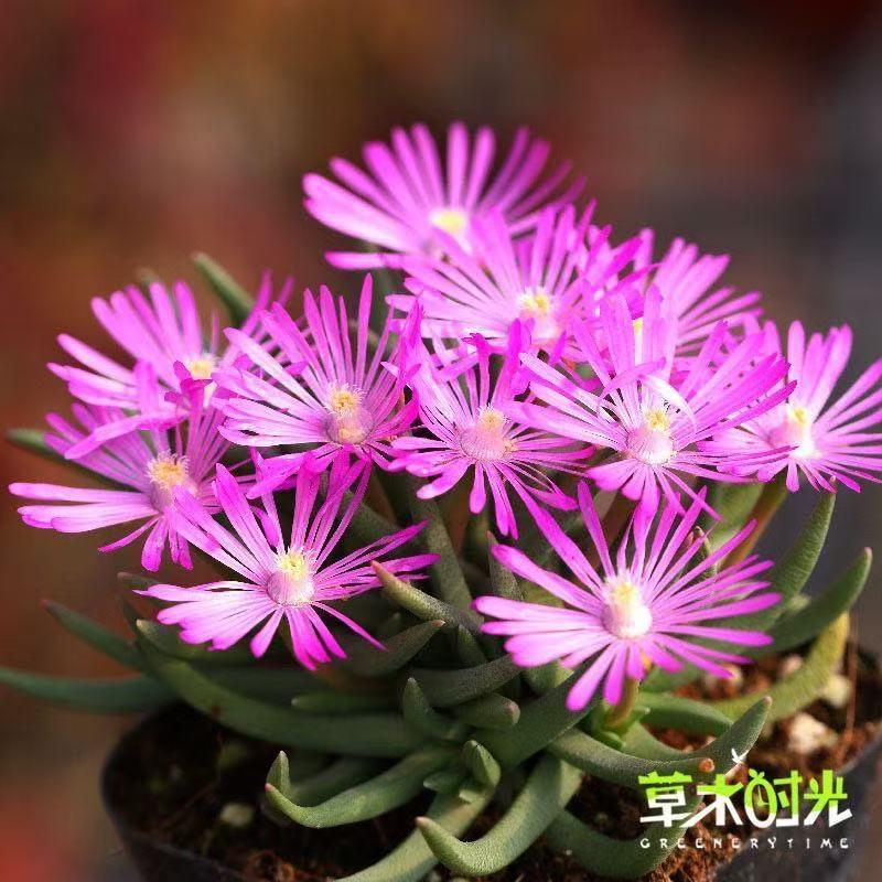 短叶美杜莎 Marlothistella uniondalensis 稀有开花多肉植物盆景