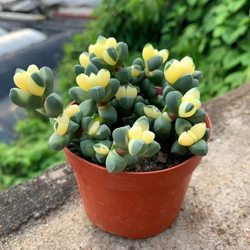 鹿角海棠锦多肉植物可爱萌肉肉桌面阳台绿植花卉盆栽防辐射净化