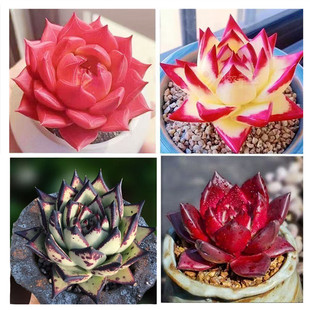 红颜蜜语多肉植物红色罗宾口红侧影黄皮阳台室内盆栽花卉防辐射