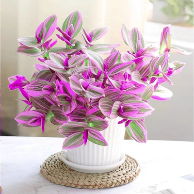 油画婚礼吊兰盆栽紫露兰花