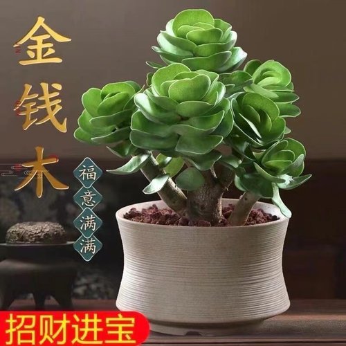 金钱木老桩多肉植物带盆