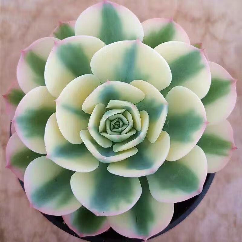 玉蝶锦老桩多肉植物盆栽绿植