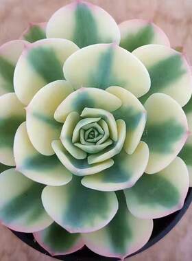 玉蝶锦老桩多肉植物盆栽绿植