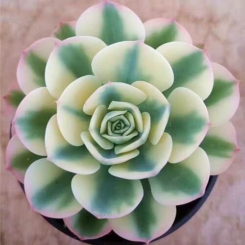玉蝶锦老桩多肉植物盆栽绿植