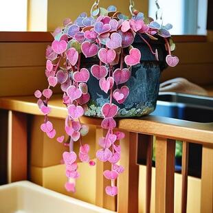 爱之蔓垂吊植物心型悬挂长藤一寸心吊兰室内挂壁阳台四季耐旱绿植