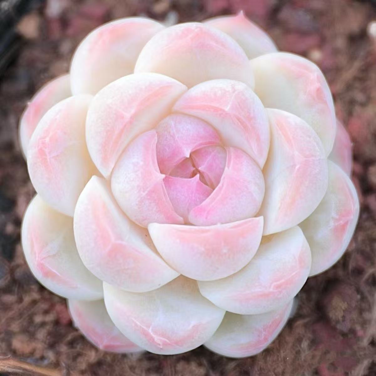 奶油冰玉高颜值玉蝴蝶白透花卉