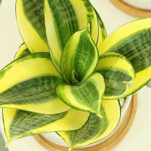 虎皮兰室内花卉绿植盆栽吸甲醛