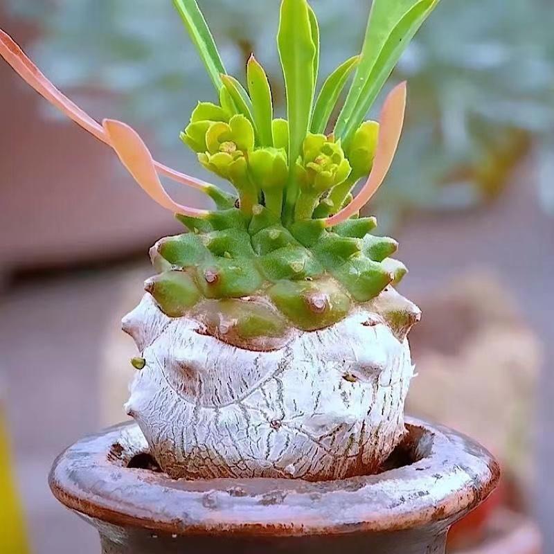 小萝卜头峨眉山多肉植物