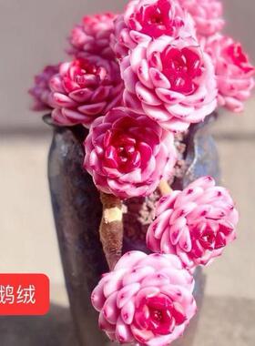 天鹅绒糖心红丝绒多肉植物盆栽室内办公室内阳台高贵红色系列多肉