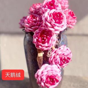 天鹅绒糖心红丝绒多肉植物盆栽室内办公室内阳台高贵红色系列多肉
