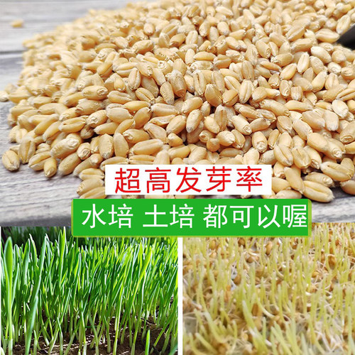 做麦芽糖榨汁新鲜猫草小麦籽
