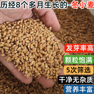 带皮小麦粒发芽做麦芽糖猫草食用磨面药引小麦草榨汁酿酒原味麦子