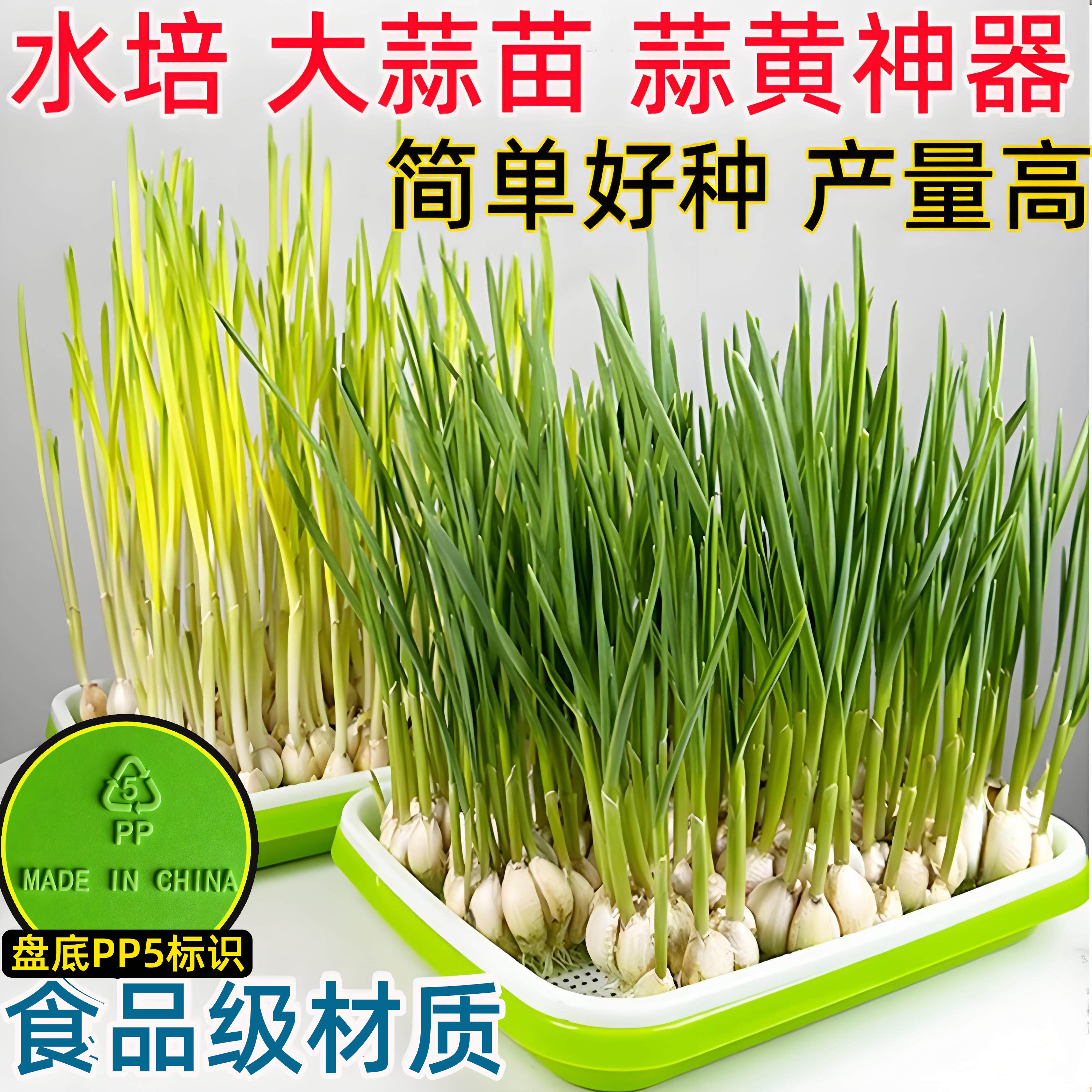 大号蒜苗种植盆种蒜神器水培大蒜蒜黄器皿种菜盘豆芽豌豆苗种植盘