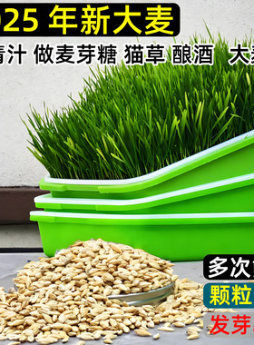 发麦芽带皮大麦小麦黑麦粒