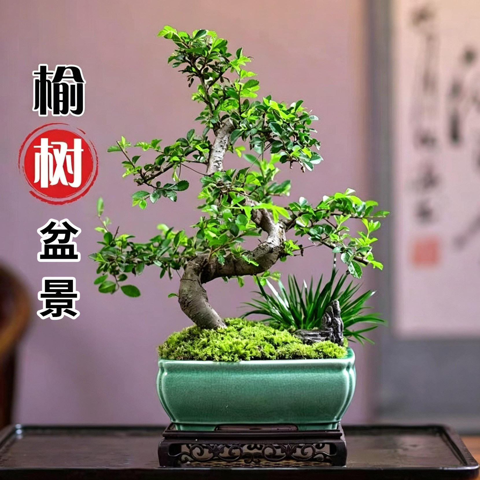 小叶榆树盆景造型岭南微型迷你树桩四季常青阳台趣味清新盆栽精品