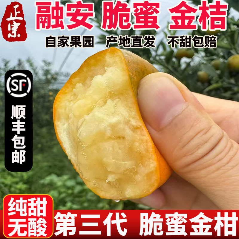 【产地直发】广西融安脆蜜金桔