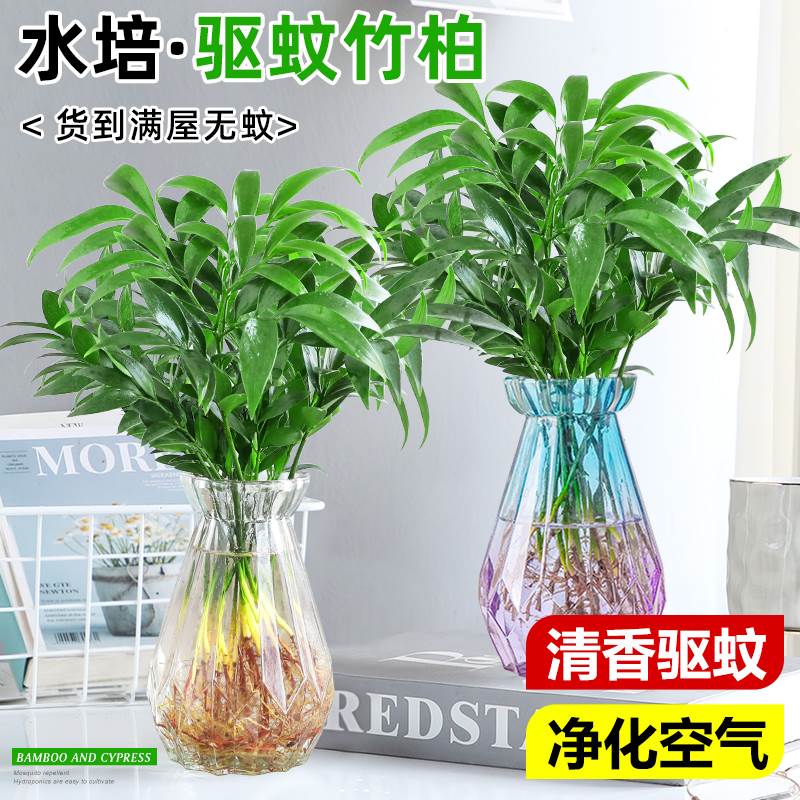 水培驱蚊植物室内竹柏水养绿植花卉盆栽办公室桌面好养活四季常青