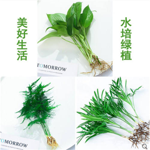 九里香袖珍竹柏罗椰子汉松办公桌室内水培植物绿萝水培土培吸甲醛