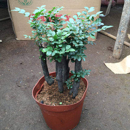 小叶紫檀盆景紫檀樹苗樹桩室内阳台盆栽花卉绿植耐寒四季常青植物
